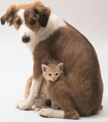 Mascotas perro-gato