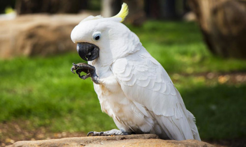 cacatúa cacatúa