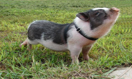 cerdo cerdo