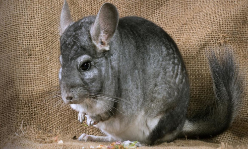 chinchilla chinchilla