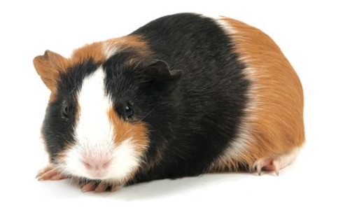cobaya cobaya