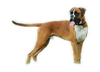 Boxer