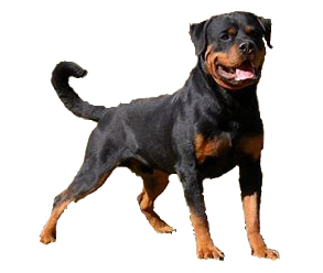 Rottweiler