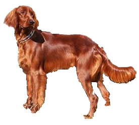 Setter irlandés