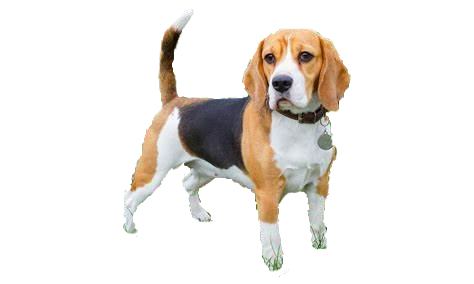 Beagle