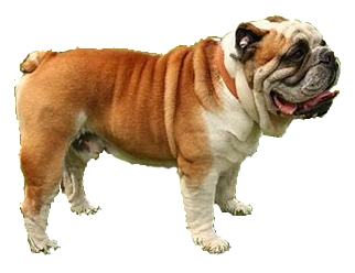 Bulldog inglés
