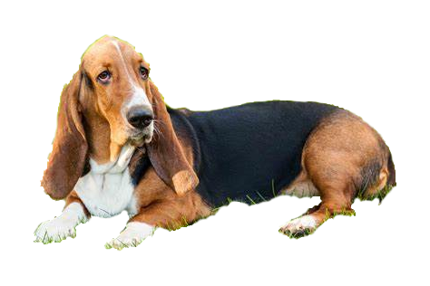 Basset Hound