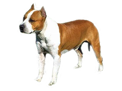 American Staffordshire Terrier