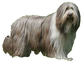 Collie barbudo