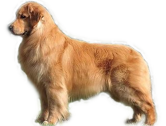 Golden retriever