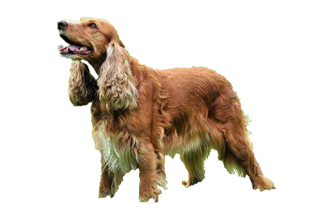 Cocker spaniel inglés