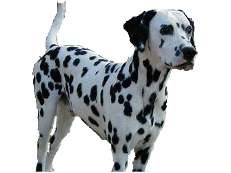 Dalmata