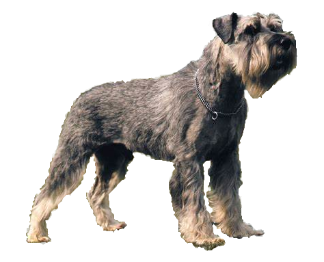 Schnauzers estándar