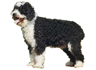 Perro de aguas español