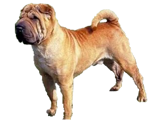 Shar Pei