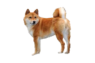 Shiba Inu