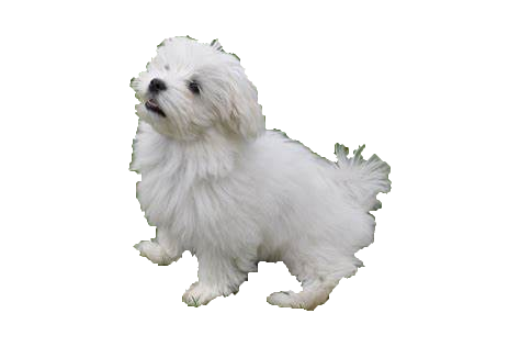 Bichón maltés