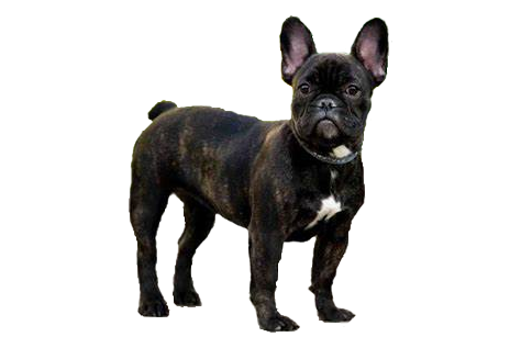 Bulldog francés