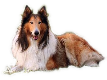 Collie de pelo largo