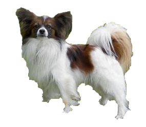 Papillón