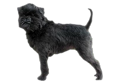 Alfenpinscher
