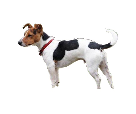 Jack Russell Terrier