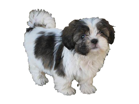 Shih Tzu