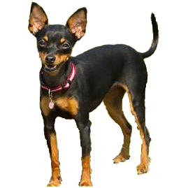 Pinscher miniatura