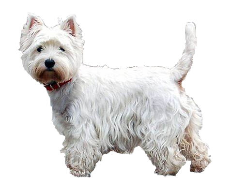 West highlang white terrier