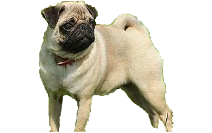Pug ó Carlino