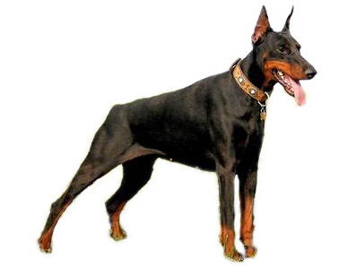 Doberman