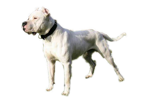 Dogo argentino