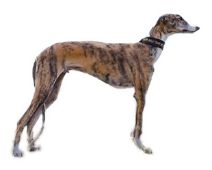 Galgo