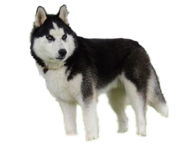 Husky siberiano