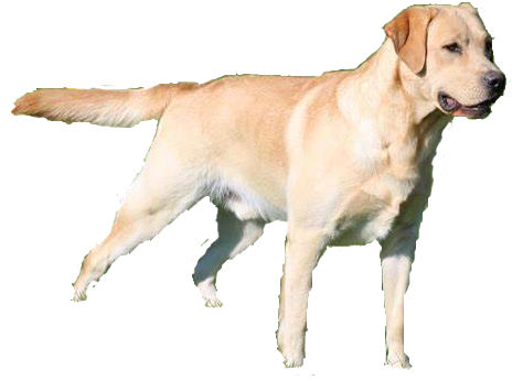 Labrador retriever