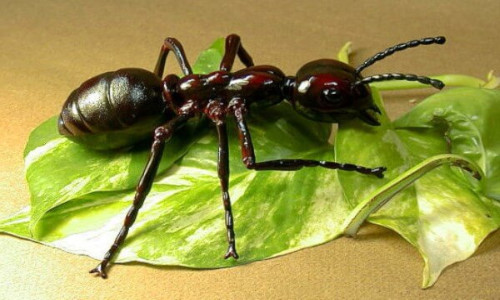 Hormiga Hormiga