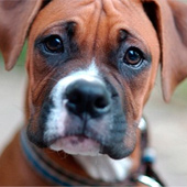 boxer