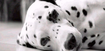 dalmata