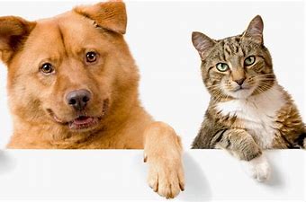Perros-Gatos