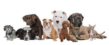 Mascotas