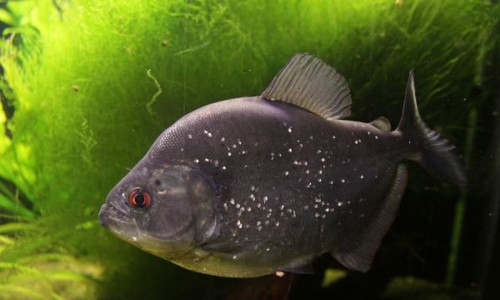 piraña piraña
