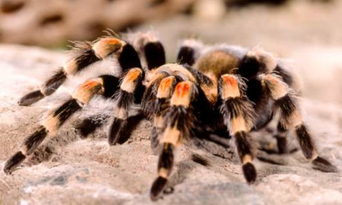 Tarántula Tarántula