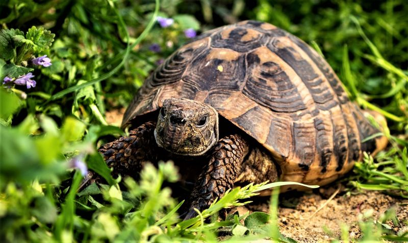 tortuga tortuga