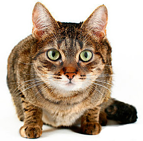 gato